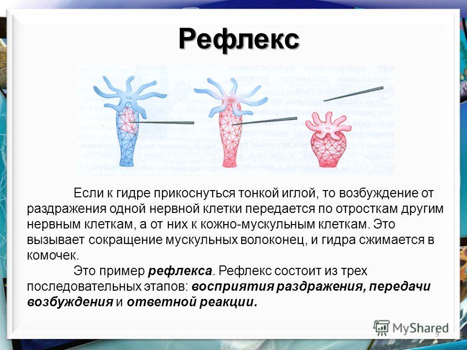 Кракен 12 сайт